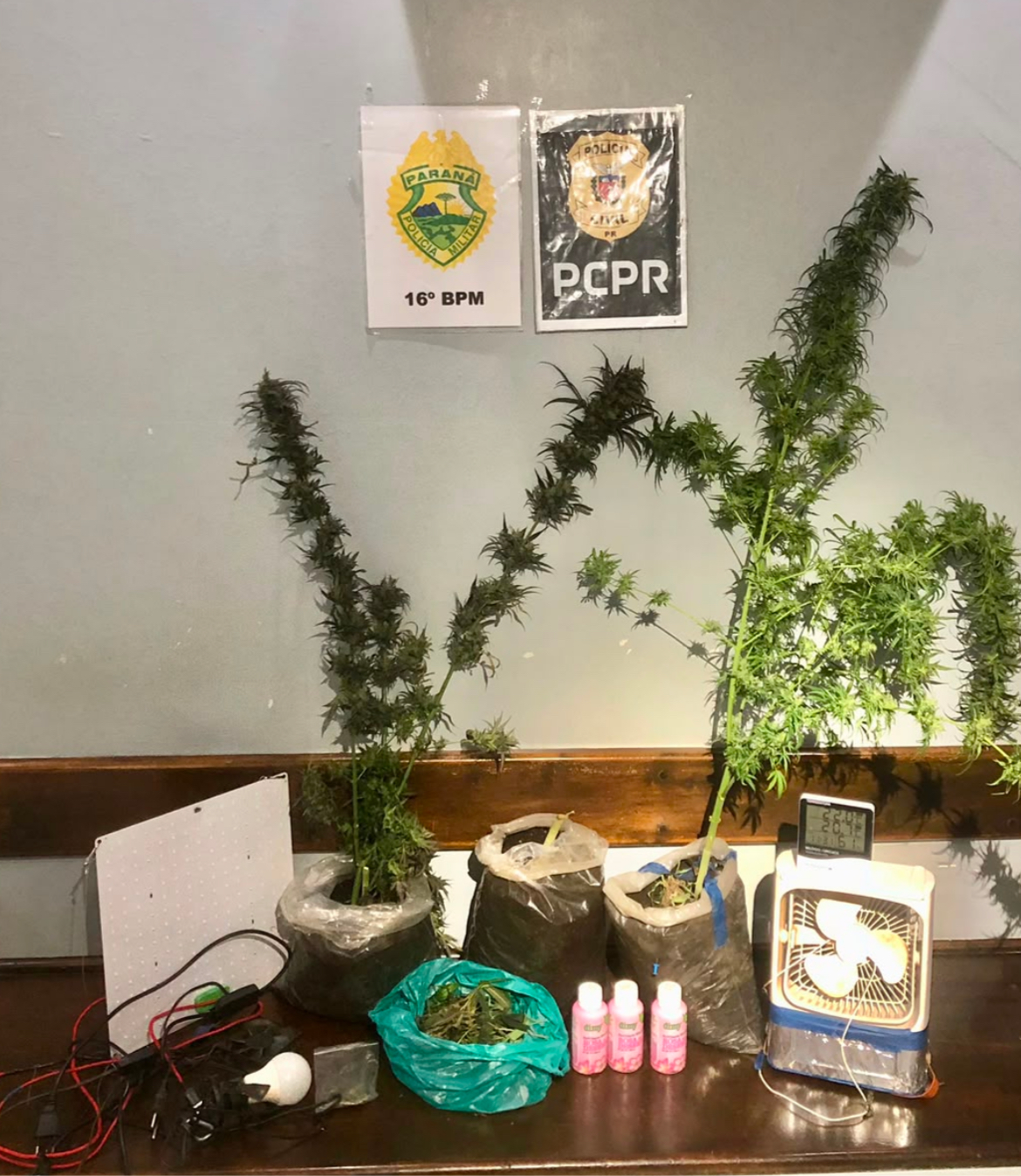     PM apreende pés de maconha e prende homem por cultivo e tráfico em Guarapuava 