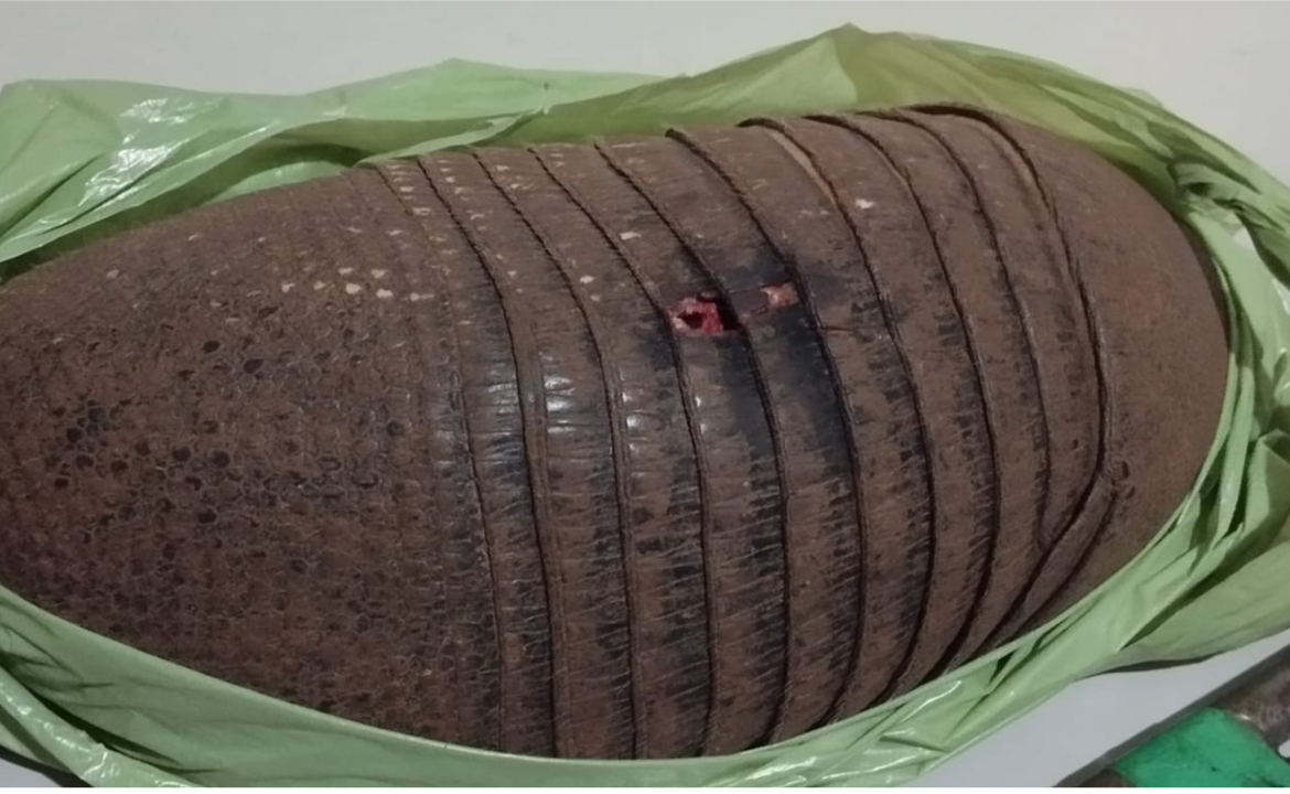 Homem é preso com armas, munições e tatu abatido durante abordagem em Santa Maria do Oeste   