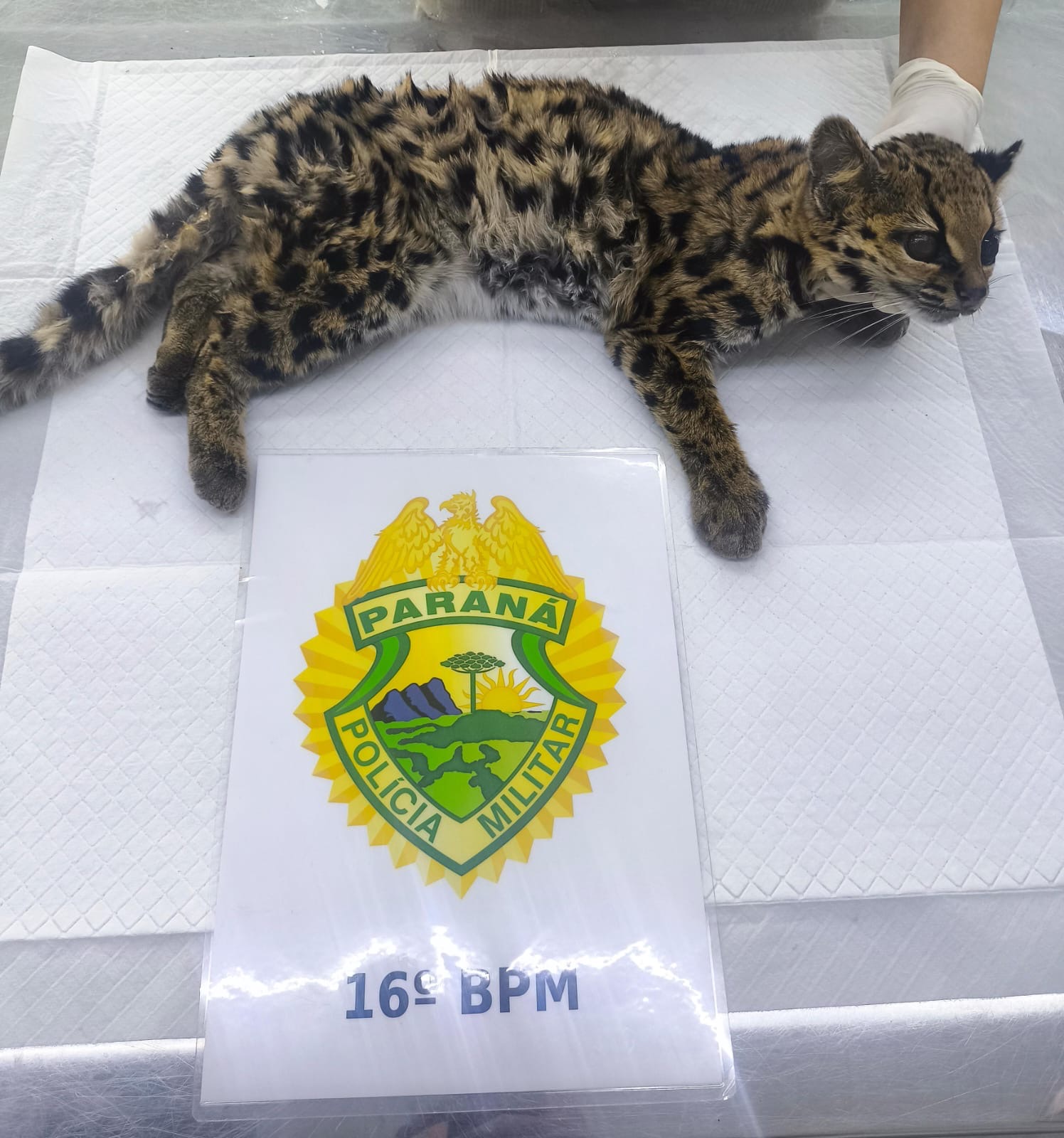 Jaguatirica foi resgatado em propriedade rural no Distrito do Guará  