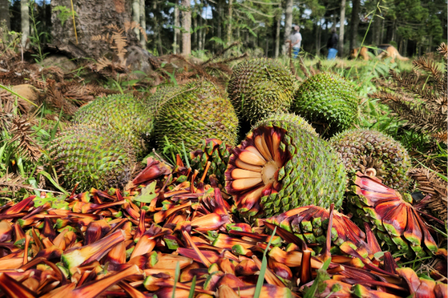 Fim da espera: temporada do pinhão começa nesta quarta-feira em todo o Paraná 