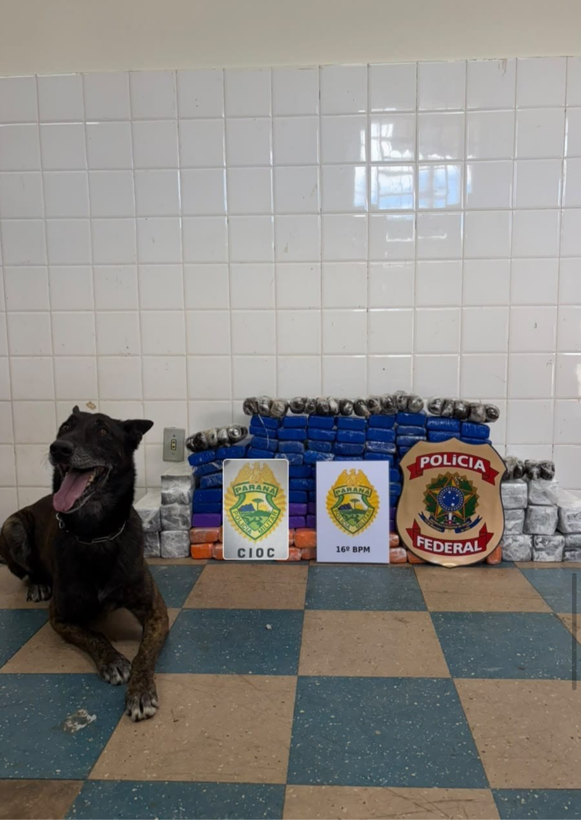 Polícia localiza mais de 81 kg de drogas escondidas em carga de caminhão em Guarapuava  