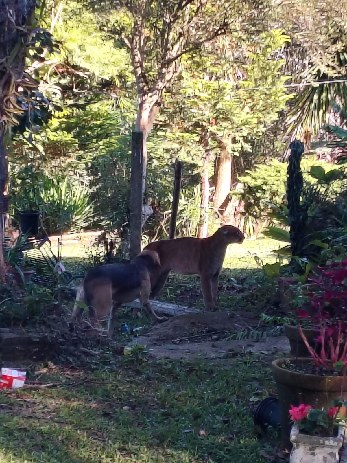 Onça-parda surge em bairro residencial e coloca autoridades em alerta em Guarapuava  