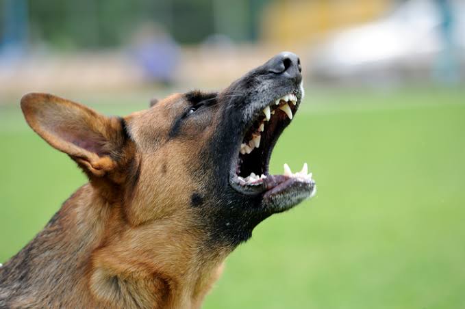   Moradora relata perturbação do sossego causada por latidos de cães em Guarapuava  