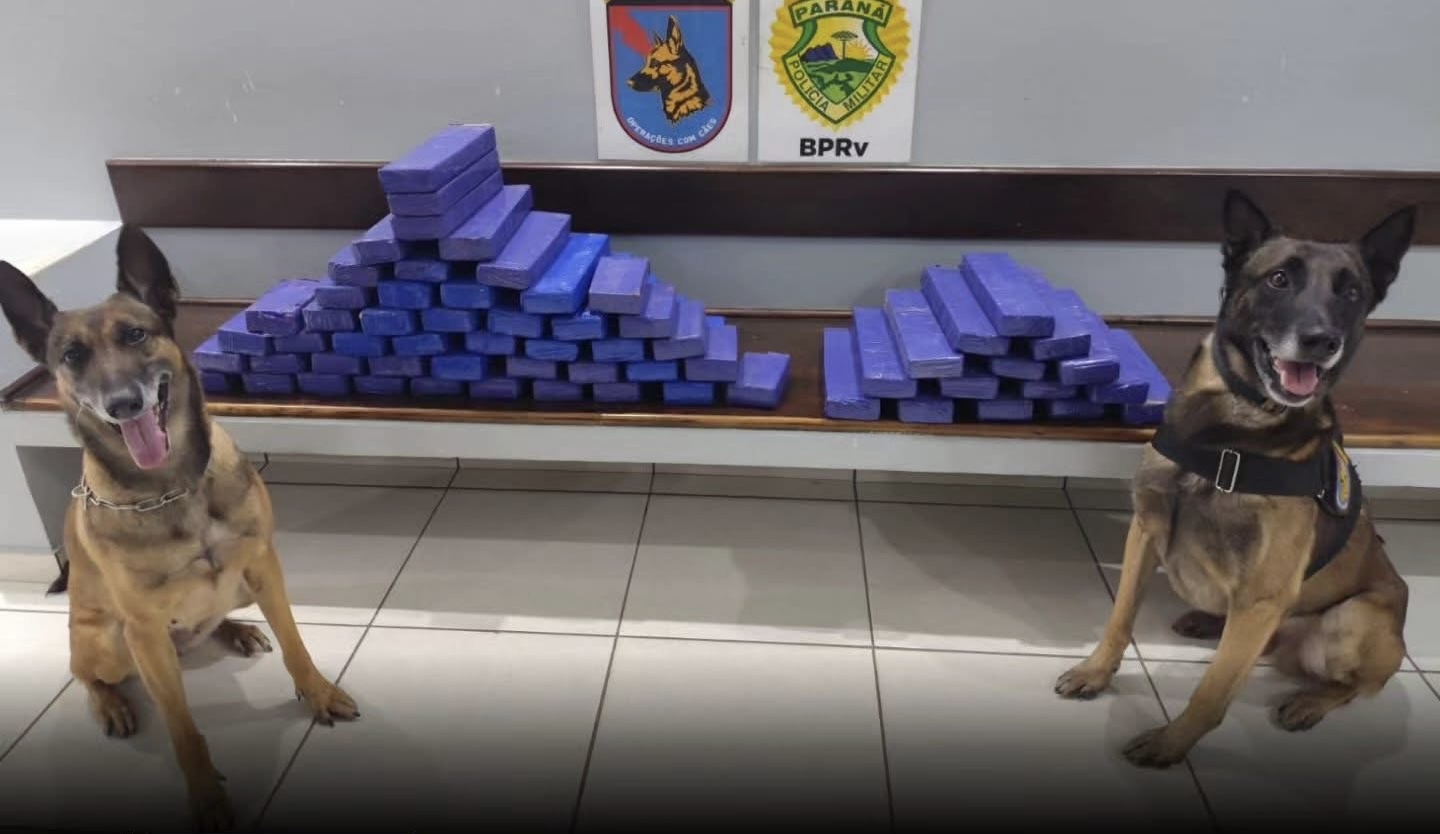 Adolescente é apreendida transportando mais de 50 kg de maconha na BR-277, em Guarapuava   